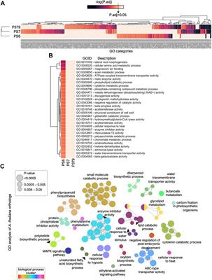 Enhanced phenylpropanoid metabolism underlies resistance to Fusarium oxysporum f. sp. vasinfectum race 4 infection in the cotton cultivar Pima-S6 (Gossypium barbadense L.)